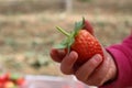 Close up on a little childÃ¢â¬â¢s hand holding strawberry